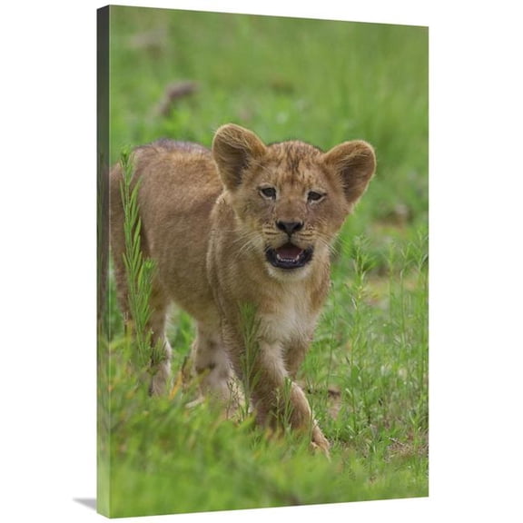 24 x 36 in. African Lion Cub Calling, Threatened, Native to Africa Art Print - San Diego Zoo