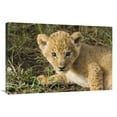thumbnail image 1 of 24 x 36 in. African Lion Five Week Old Cub, Vulnerable, Masai Mara National Reserve, Kenya Art Print - Suzi Eszterhas, 1 of 1