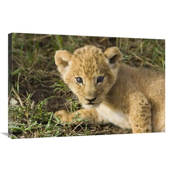 24 x 36 in. African Lion Five Week Old Cub, Vulnerable, Masai Mara National Reserve, Kenya Art Print - Suzi Eszterhas
