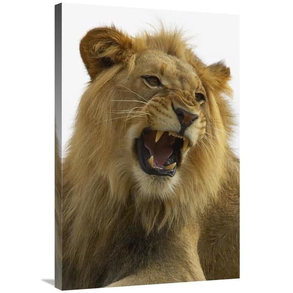 24 x 36 in. African Lion Male Growling, Native to Africa Art Print - San Diego Zoo