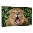 thumbnail image 1 of 24 x 36 in. African Lion Portrait of Male Yawning, Portland, Oregon Art Print - Gerry Ellis, 1 of 1