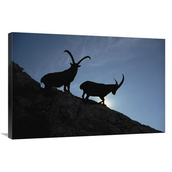 24 x 36 in. Alpine Ibex Pair Silhouetted on Cliff, Aosta Valley, Italy Art Print - Konrad Wothe