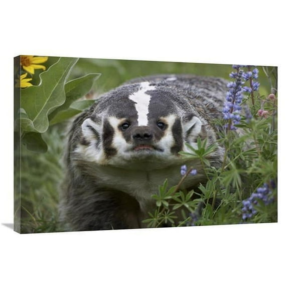 24 x 36 in. American Badger Amid Lupine, North America Art Print - Tim Fitzharris