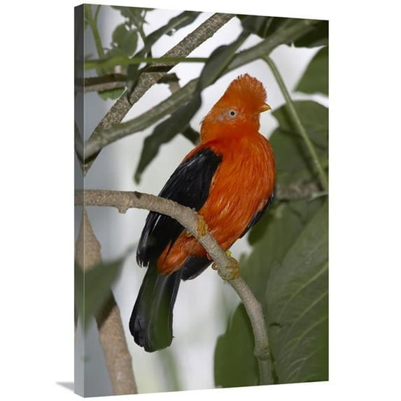 24 x 36 in. Andean Cock-Of-The-Rock Portrait, Native to Andean Cloud Forests Art Print - San Diego Zoo