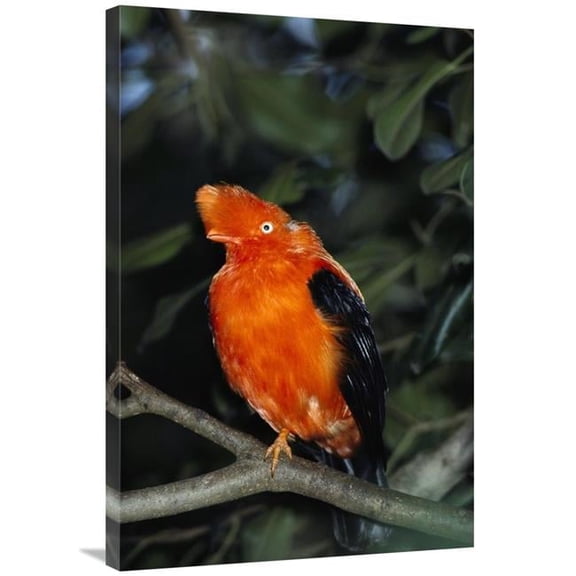 24 x 36 in. Andean Cock-Of-The-Rock Portrait, Native to South America Art Print - San Diego Zoo