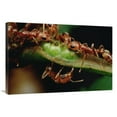 thumbnail image 1 of 24 x 36 in. Anta Drink Nectar From Whistling Thorn Acacia Tree, Costa Rica Art Print - Mark Moffett, 1 of 1