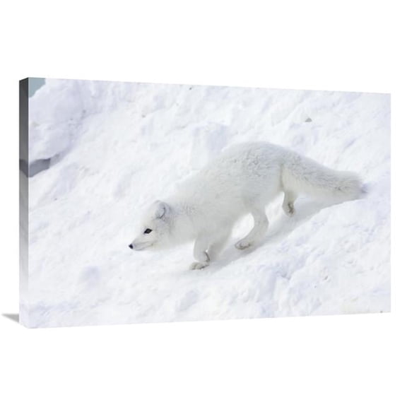 24 x 36 in. Arctic Fox on Snow Drift, Tundra, Arctic Art Print - Matthias Breiter