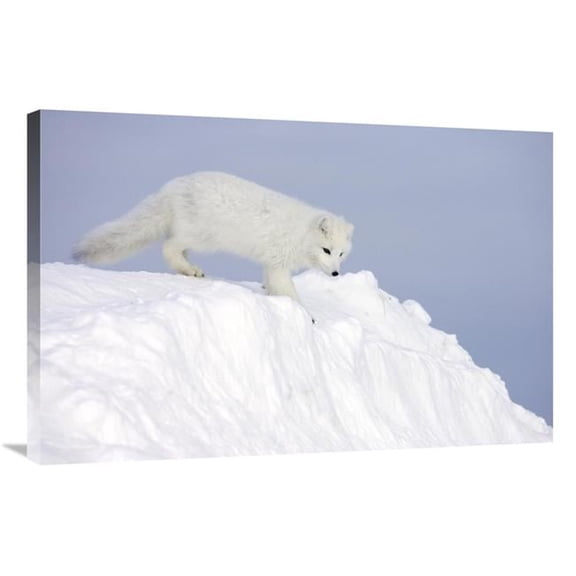 24 x 36 in. Arctic Fox on Snow Drift, Tundra, Arctic Art Print - Matthias Breiter