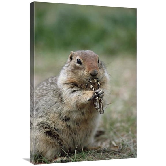 24 x 36 in. Arctic Ground Squirrel Feeding on Butterfly, Alaska Art Print - Michael Quinton