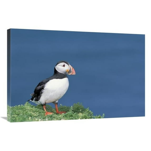 24 x 36 in. Atlantic Puffin Showing Breeding Color, Skomer Island, Wales Art Print - Tui De Roy