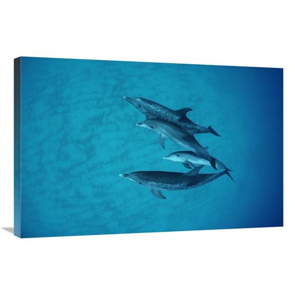 24 x 36 in. Atlantic Spotted Dolphin Underwater Group of Adults & Juveniles, Bahamas Art Print - Flip Nicklin