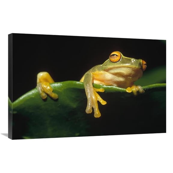 24 x 36 in. Australasian Tree Frog on Leaf, Kikori River Delta, Papua New Guinea Art Print - Gerry Ellis