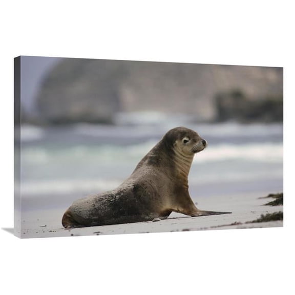 24 x 36 in. Australian Sea Lion on Beach, Kangaroo Island, Australia Art Print - Gerry Ellis