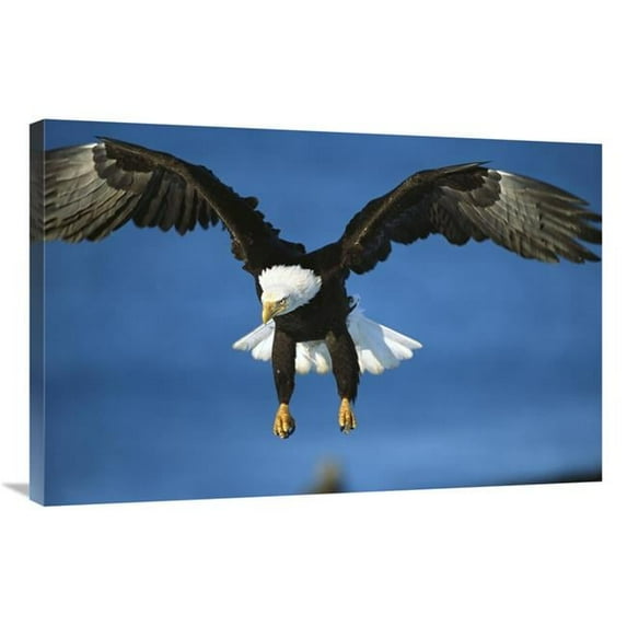 24 x 36 in. Bald Eagle Flying, Kenai Peninsula, Alaska Art Print - Tom Vezo