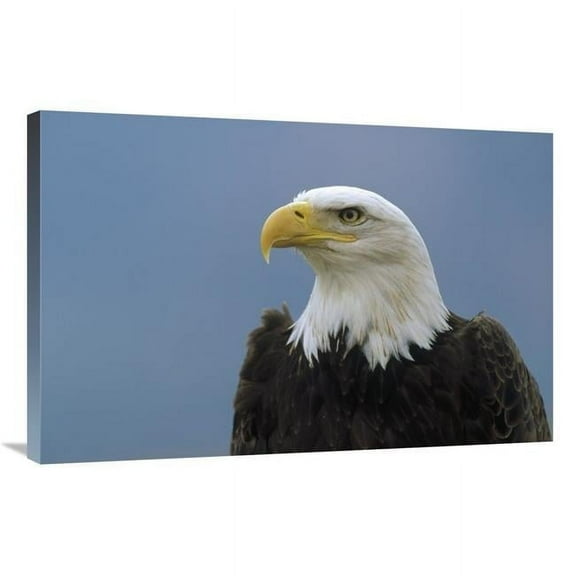 24 x 36 in. Bald Eagle Portrait, North America Art Print - Konrad Wothe