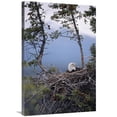 thumbnail image 1 of 24 x 36 in. Bald Eagle on Nest, Alaska Art Print - Michael Quinton, 1 of 1