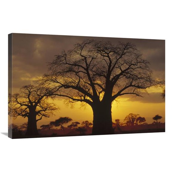 24 x 36 in. Baobab Tree Silhouetted At Sunset, Tanzania Art Print - Gerry Ellis