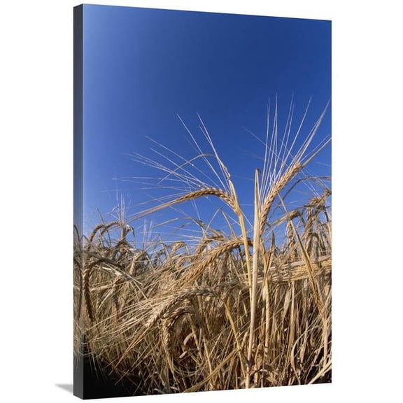 24 x 36 in. Barley Field Showing Heads of Grain, Germany Art Print - Konrad Wothe