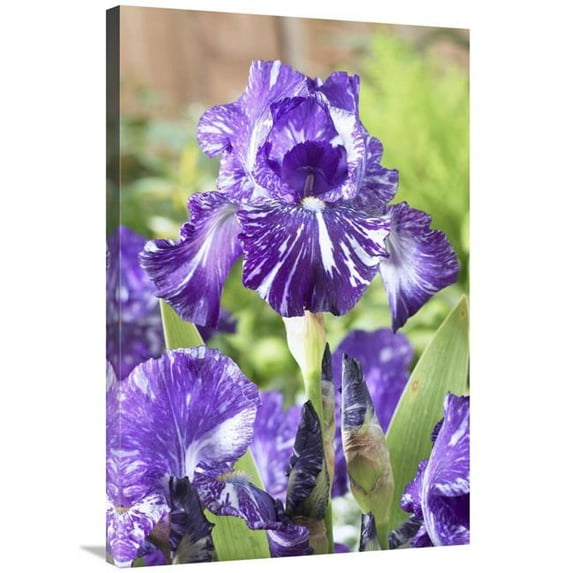 24 x 36 in. Bearded Iris Batik Variety Flowers Art Print - Visionspictures
