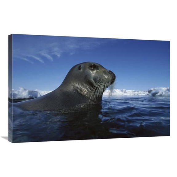 24 x 36 in. Bearded Seal Surfacing, Svalbard, Norway Art Print - Flip Nicklin