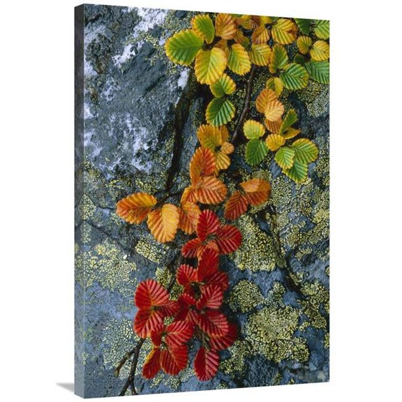 24 x 36 in. Beech Leaves in Fall Colors, Tasmania, Australia Art Print - Grant Dixon