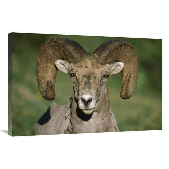 24 x 36 in. Bighorn Sheep Close-Up, North America Art Print - Tim Fitzharris