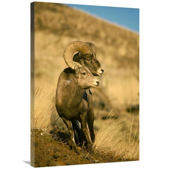 24 x 36 in. Bighorn Sheep Pair, Yellowstone National Park, Wyoming Art Print - Michael Quinton