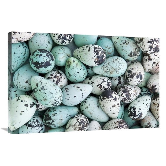 24 x 36 in. Bird Egg Tableau Art Print - Jan Vermeer