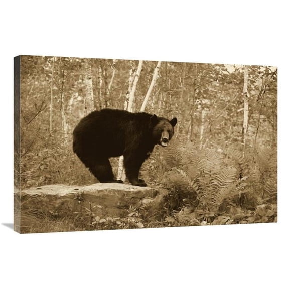 24 x 36 in. Black Bear Adult, Standing on Rock in Woodland, Minnesota Art Print - Jurgen And Christine Sohns