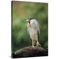 thumbnail image 1 of 24 x 36 in. Black-Crowned Night Heron Calling, Europe Art Print - Konrad Wothe, 1 of 1