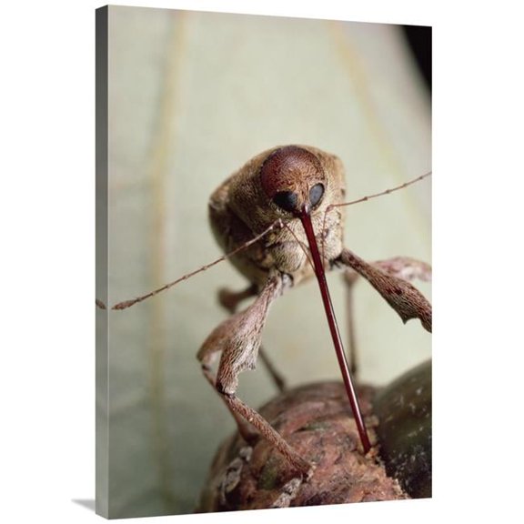 24 x 36 in. Black Oak Acorn Weevil Boring Into Acorn, Massachusetts Art Print - Mark Moffett