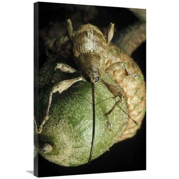 24 x 36 in. Black Oak Acorn Weevil on Acorn, Massachusetts Art Print - Mark Moffett