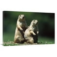 thumbnail image 1 of 24 x 36 in. Black-Tailed Prairie Dog Alert Pair, North America Art Print - Konrad Wothe, 1 of 1