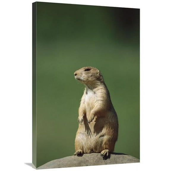 24 x 36 in. Black-Tailed Prairie Dog Sitting Upright, North America Art Print - Konrad Wothe