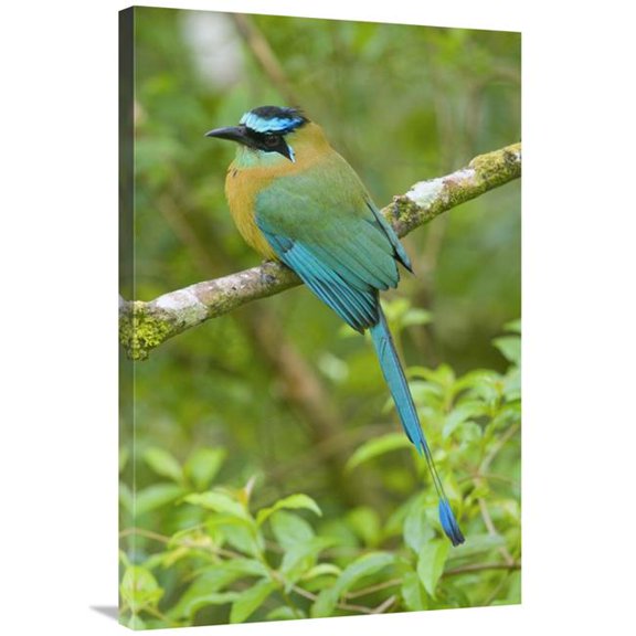 24 x 36 in. Blue-Crowned Motmot, Costa Rica Art Print - Steve Gettle