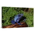 thumbnail image 1 of 24 x 36 in. Blue Poison Dart Frog, Native to South America Art Print - Gerry Ellis, 1 of 1
