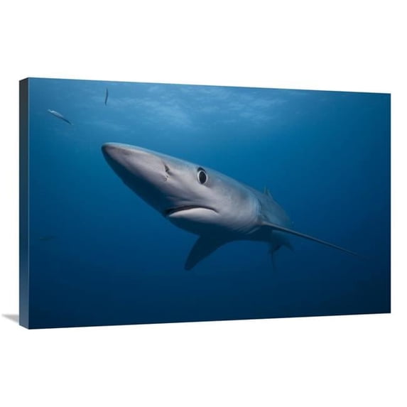 24 x 36 in. Blue Shark, San Diego, California Art Print - Richard Herrmann