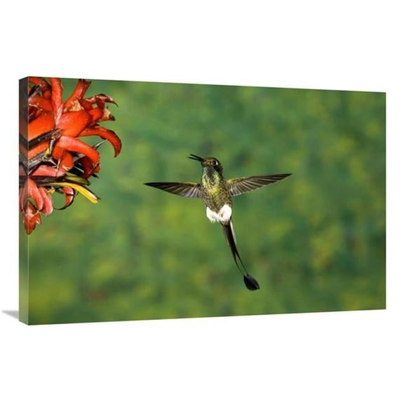 24 x 36 in. Booted Racket-Tail Hummingbird Male, Western Slope of Andes, Ecuador Art Print - Tom Vezo
