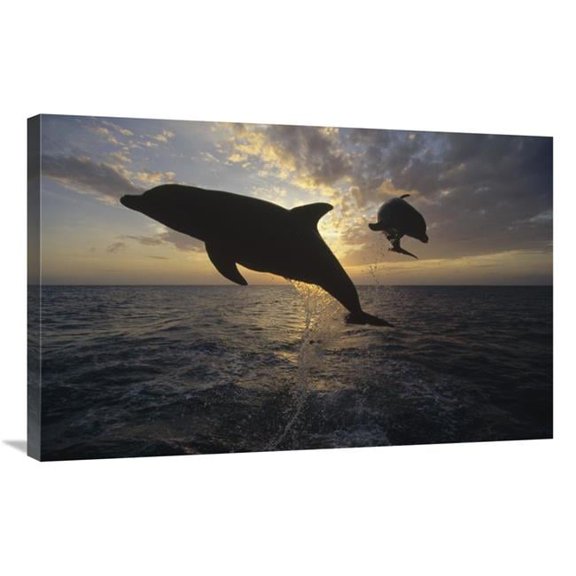 24 x 36 in. Bottlenose Dolphin Leaping, Caribbean Art Print - Konrad Wothe