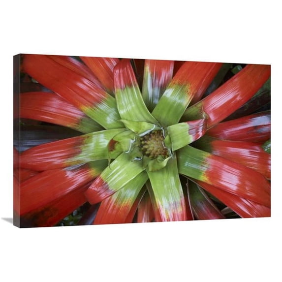 24 x 36 in. Bromeliad Flower, Costa Rica Art Print - Tim Fitzharris