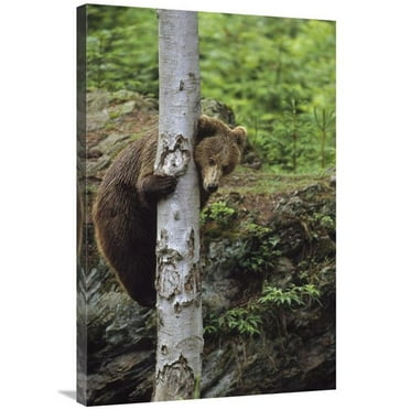 24 x 36 in. Brown Bear Adult Climbing A Tree, Europe Art Print - Konrad Wothe