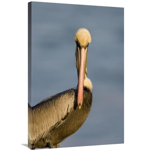 24 x 36 in. Brown Pelican Adult Portrait, California Art Print - Tom Vezo