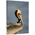 thumbnail image 1 of 24 x 36 in. Brown Pelican Adult Portrait, California Art Print - Tom Vezo, 1 of 1