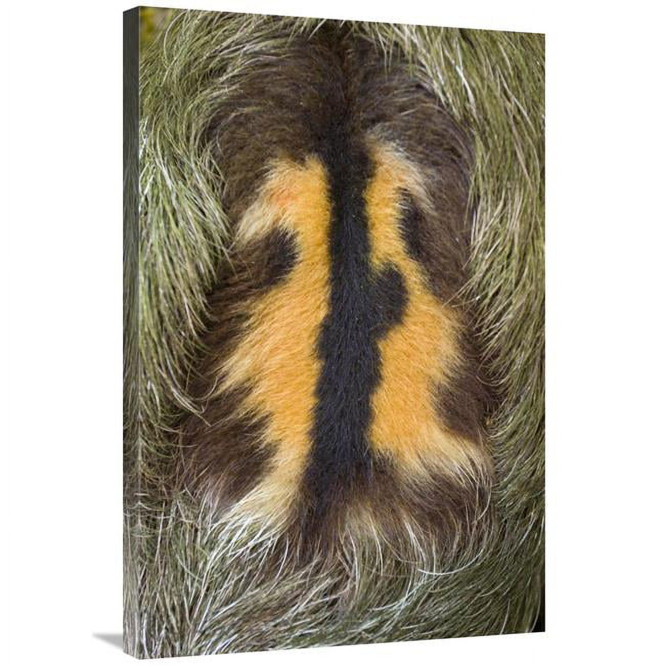24 x 36 in. Brown-Throated Three-Toed Sloth Back of Mature Male ...