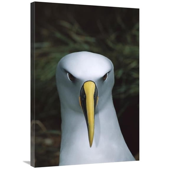 24 x 36 in. Bullers Albatross, Snares Islands, New Zealand Art Print - Tui De Roy