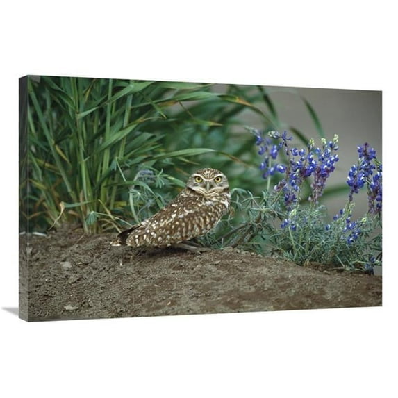 24 x 36 in. Burrowing Owl with Lupine, North America Art Print - Tom Vezo