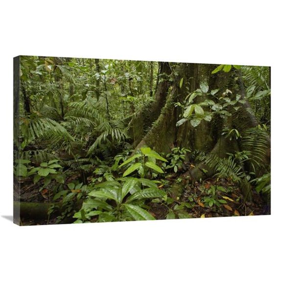 24 x 36 in. Buttress Roots Rainforest Vegetation, Yasuni National Park, Ecuador Art Print - Pete Oxford