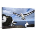 thumbnail image 1 of 24 x 36 in. Campbell Albatross Coming in to Land, Campbell Island, New Zealand Art Print - Tui De Roy, 1 of 1