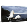 thumbnail image 1 of 24 x 36 in. Campbell Albatross Courtship Dance, Campbell Island, New Zealand Art Print - Tui De Roy, 1 of 1
