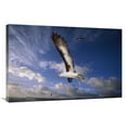 thumbnail image 1 of 24 x 36 in. Campbell Albatross Juvenile Flying, North Cape, Campbell Island, New Zealand Art Print - Tui De Roy, 1 of 1
